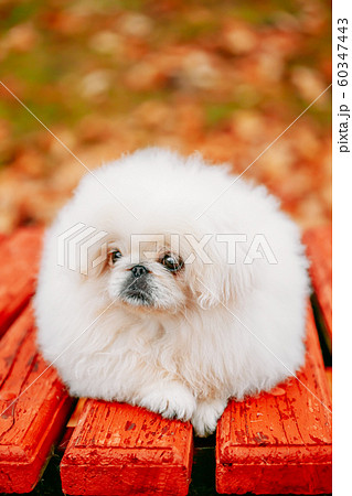 White Pekingese Pekinese Peke Whelp Puppy Dog 60347443