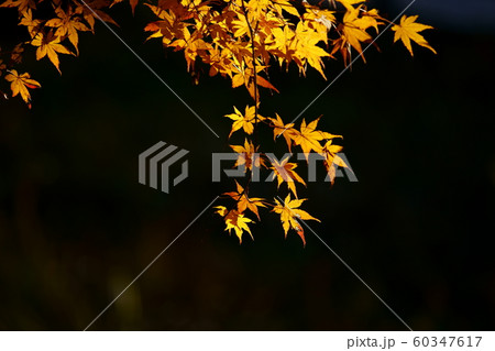 紅葉 紅葉 60347617