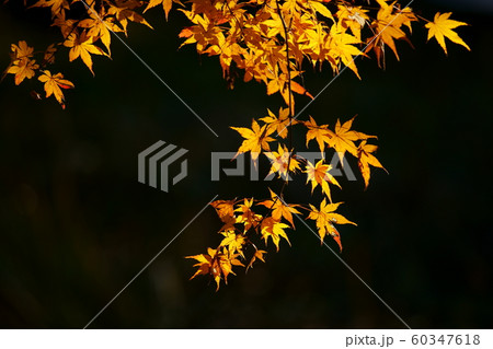 紅葉 紅葉 60347618