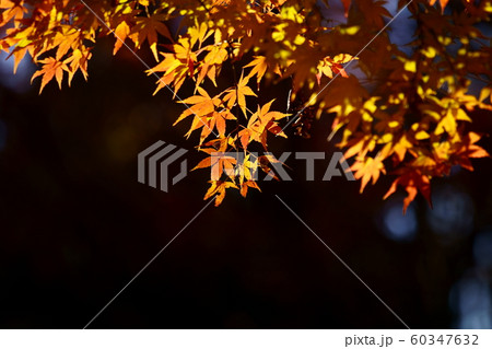 紅葉 紅葉 60347632