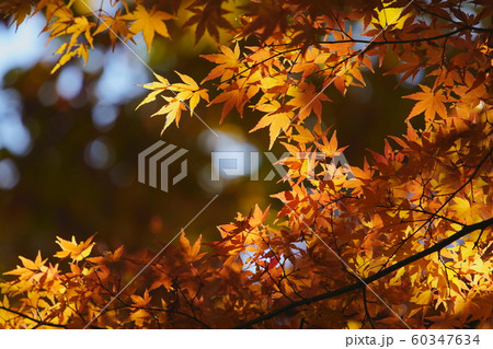 紅葉 紅葉 60347634