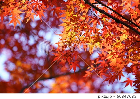 紅葉 60347635