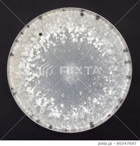 Sclerotinia sclerotiorum スクレロティニア スクレロティオラム 菌核病 Sclerotinia sclerotiorum スクレロティニア スクレロティオラム 菌核病 60347697