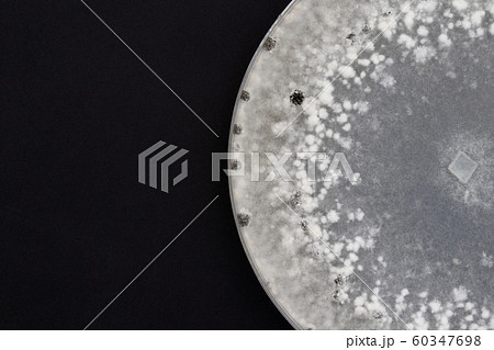 Sclerotinia sclerotiorum スクレロティニア スクレロティオラム 菌核病 Sclerotinia sclerotiorum スクレロティニア スクレロティオラム 菌核病 60347698
