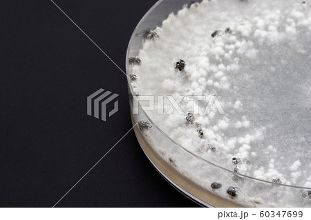 Sclerotinia sclerotiorum スクレロティニア スクレロティオラム 菌核病 Sclerotinia sclerotiorum スクレロティニア スクレロティオラム 菌核病 60347699