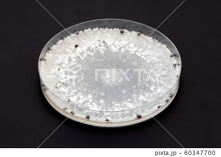 Sclerotinia sclerotiorum スクレロティニア スクレロティオラム 菌核病 Sclerotinia sclerotiorum スクレロティニア スクレロティオラム 菌核病 60347700