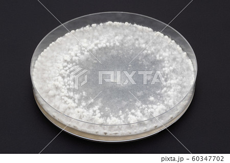 Sclerotinia sclerotiorum スクレロティニア スクレロティオラム 菌核病 Sclerotinia sclerotiorum スクレロティニア スクレロティオラム 菌核病 60347702