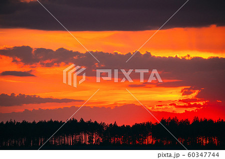 Sunset Sunrise In Pine Forest. Sunny Coniferous Forest. Fir-Trees Woods In Landscape Under Bright Colorful Dramatic Sky And Dark Ground With Trees Silhouettes Sunset Sunrise In Pine Forest. Sunny Coniferous Forest. Fir-Trees Woods In Landscape Under Bright Colorful Dramatic Sky And Dark Ground With Trees Silhouettes 60347744