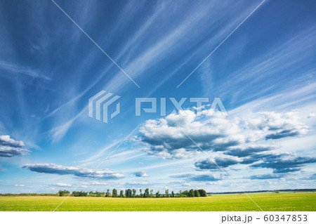 Green Field In Spring Season. Agricultural Rural Landscape At Evening. Sunny Blue Sky Background Green Field In Spring Season. Agricultural Rural Landscape At Evening. Sunny Blue Sky Background 60347853