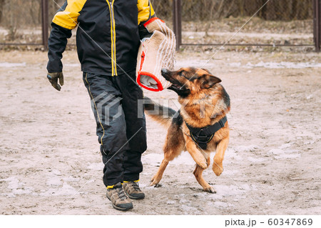 German Shepherd Dog training. Biting dog. 60347869