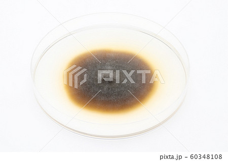Alternaria solani アルテルナリア ソラナイ アルテナリア コロニー 培地 5日培養 Alternaria solani アルテルナリア ソラナイ アルテナリア コロニー 培地 5日培養 60348108