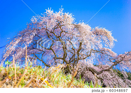 乙ヶ妻のしだれ桜 【山梨県】 乙ヶ妻のしだれ桜 【山梨県】 60348697