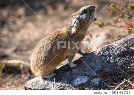 ナキウサギ ナキウサギ 60348732