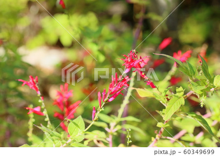 サルビア　エレガンスの花 60349699