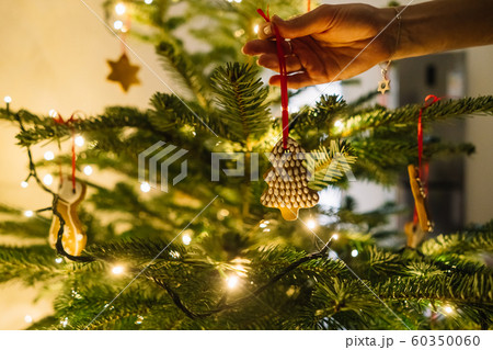 Female hand hangs a gingerbread snowflake on the Christmas tree 60350060