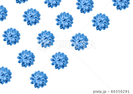 Beautiful blue succulent pattern on white background. 60350291
