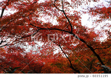 勝尾寺 勝尾寺 60351195