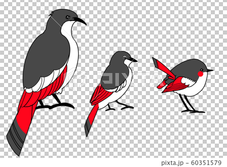 成長する鳥のイラスト素材 成長する鳥のイラスト素材