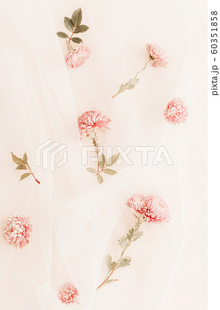 Pink flower on a background. Pink flower on a background. 60351858