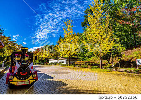 秩父ミューズパークのイチョウ並木【埼玉県】 60352366