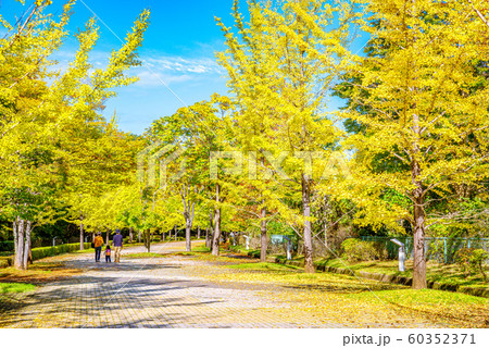 秩父ミューズパークのイチョウ並木【埼玉県】 60352371