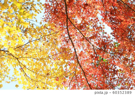 日本の秋 自然美 紅葉 秋の詩の写真素材