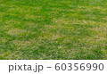芝生 60356990