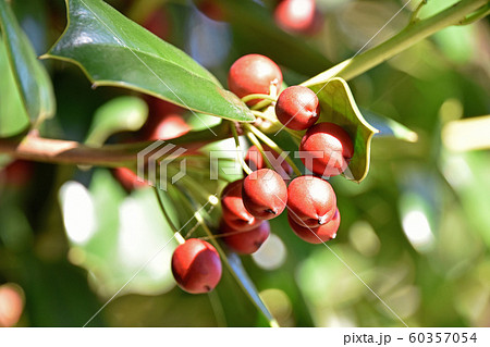 ヒイラギモチの赤い実 ヒイラギモチの赤い実 60357054