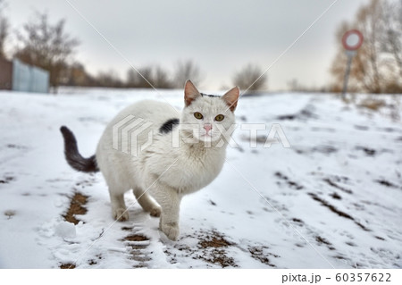 Cat in winter snow Cat in winter snow 60357622