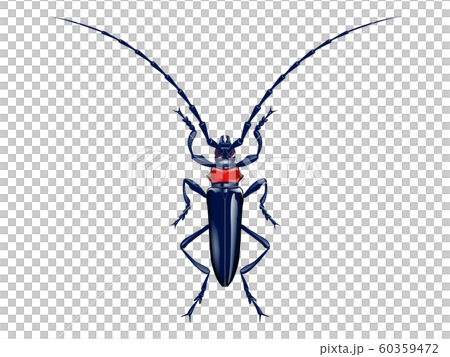 クビアカツヤカミキリ・イラスト クビアカツヤカミキリ・イラスト 60359472