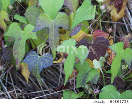 マメアサガオ_紅葉02 マメアサガオ_紅葉02 60361738