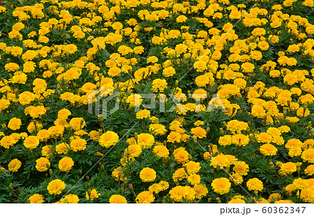 Small flowers for decoration 60362347