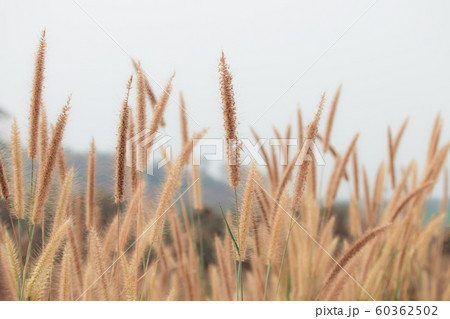 Beautiful nature landscape - Closeup beautiful 60362502