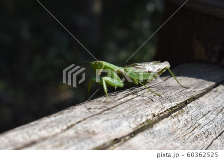 ハラビロカマキリ 60362525