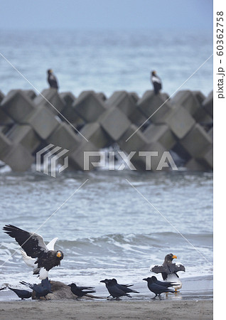 エゾシカの亡骸に群れるオオワシとカラス（北海道） 60362758