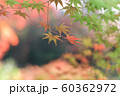 紅葉 60362972