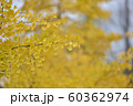 紅葉　黄色 60362974