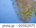 紅葉　空を背景に 60362975