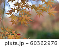 紅葉　だいだい 60362976