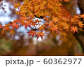 紅葉　だいだい 60362977