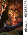 紅葉　だいだい 60362978