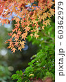 紅葉　だいだいと緑 60362979