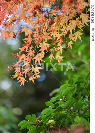 紅葉　だいだいと緑 60362979