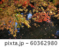 紅葉　橙 60362980