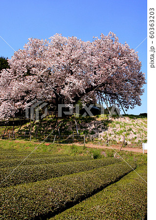 佐賀 嬉野 納戸料の百年桜 佐賀 嬉野 納戸料の百年桜 60363203