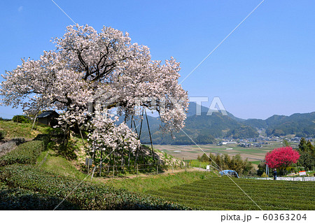 佐賀 嬉野 納戸料の百年桜 佐賀 嬉野 納戸料の百年桜 60363204
