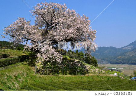 佐賀　嬉野　納戸料の百年桜 60363205