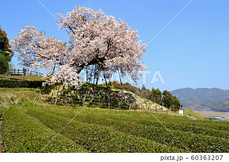 佐賀 嬉野 納戸料の百年桜 佐賀 嬉野 納戸料の百年桜 60363207