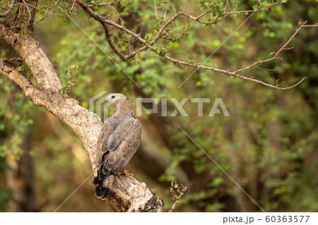Oriental Honey Buzzard or Pernis Ptilorhyncus in green background at Ranthambore Tiger Reserve National Park, Rajasthan, India 60363577
