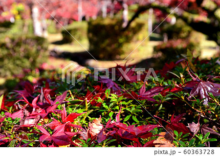 緑の苔と赤いもみじの落ち葉(和イメージ) 緑の苔と赤いもみじの落ち葉(和イメージ) 60363728